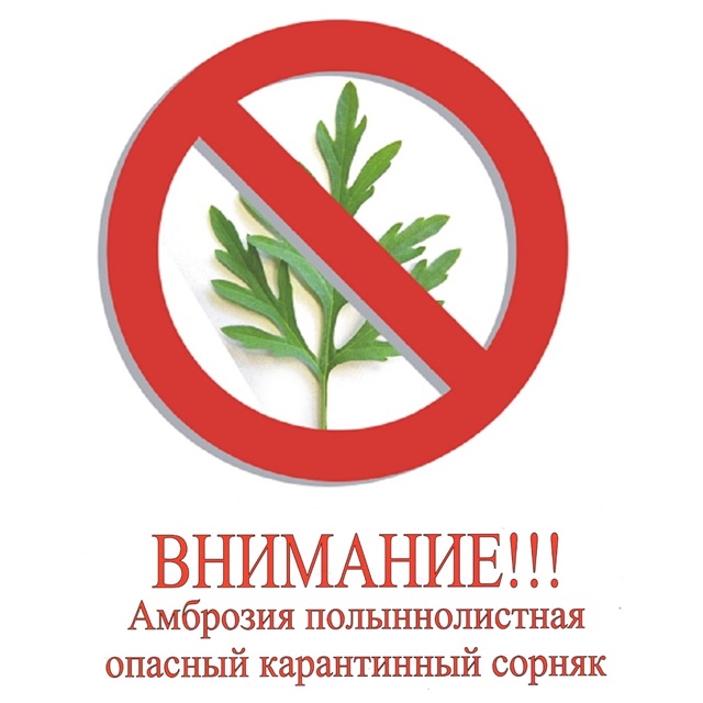 Амброзия полыннолистная – олин из наиболее опасных карантинных сорняков, который засоряет практически все угодья и наносит огромный ущерб сельскому хозяйству, кроме того это мощнейший аллерген!