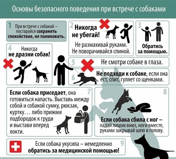 Меры предосторожности при встрече с бродячими собаками