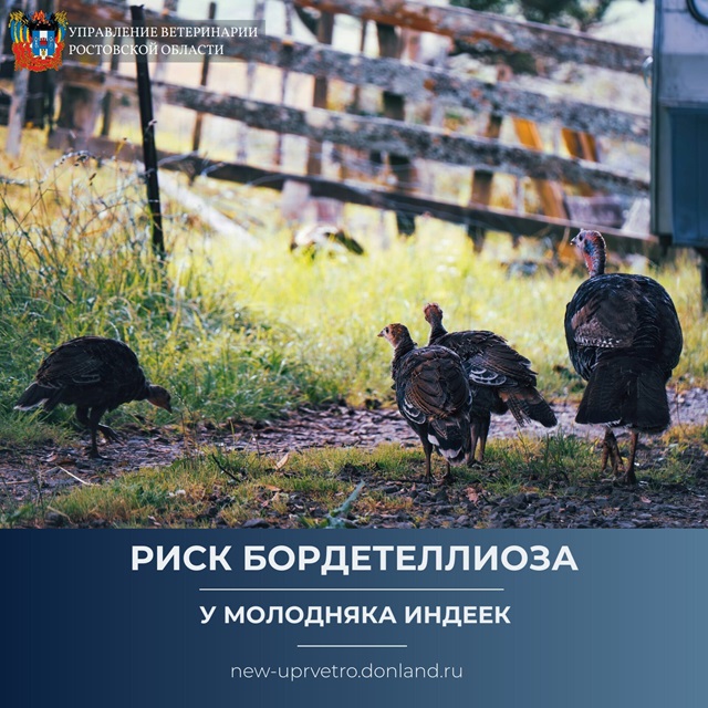 Бордетеллиоз (инфекционный ринотрахеит) 
