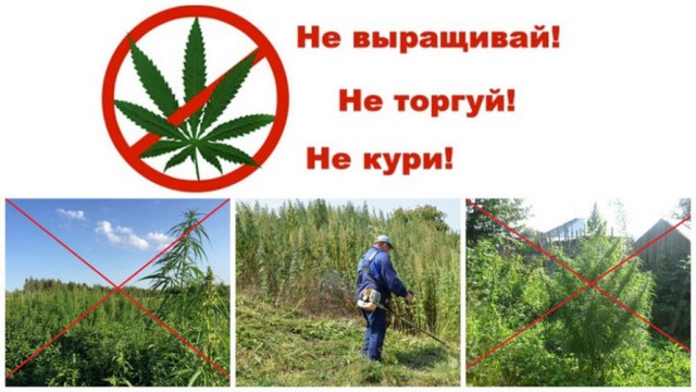 Памятка о необходимости проведения мероприятий по своевременному выявлению очагов произрастания дикорастущей конопли и об ответственности за непринятие мер по их устранению